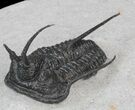 Devil Horned Cyphaspis Walteri Trilobite - #39775-1